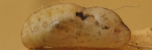 Pupae Side of Small Pied Blue - Megisba strongyle nigra